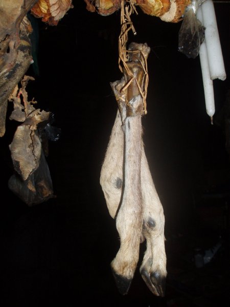 KeHa_in_South_Africa - 120